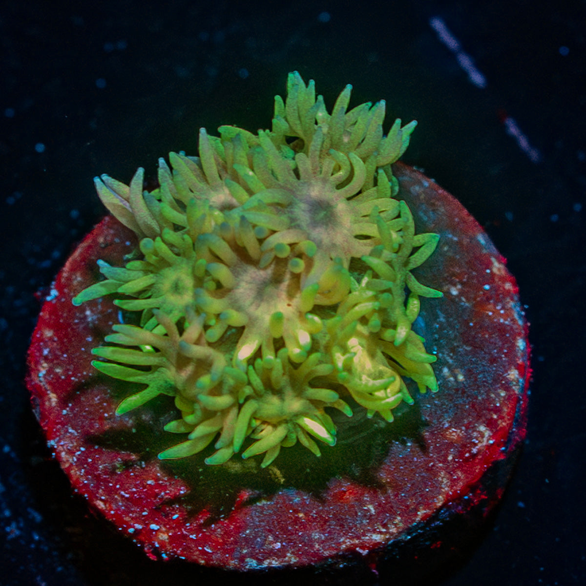 Lovers Goniopora 