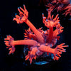 Red Goniopora 