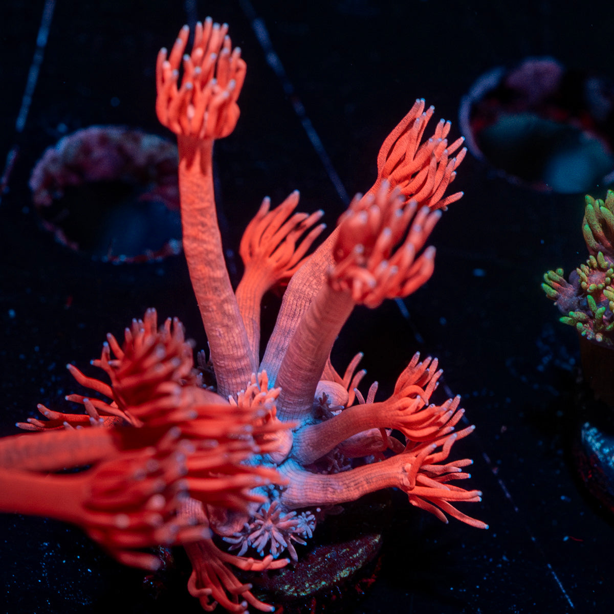 Sugar High Goniopora 