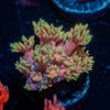 Iron Man zoanthid 