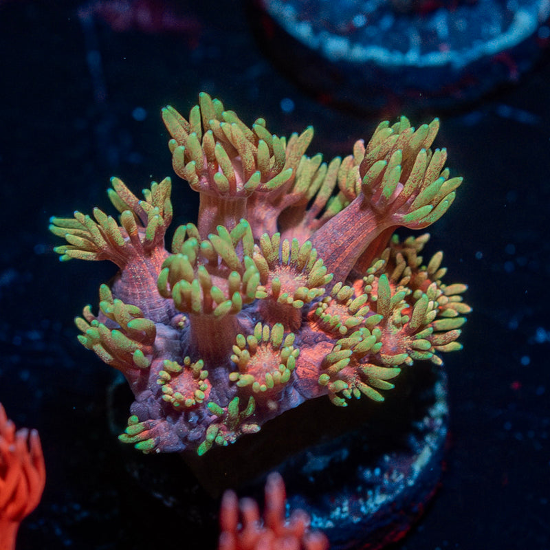 Iron Man Goniopora