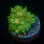 Lovers Goniopora 