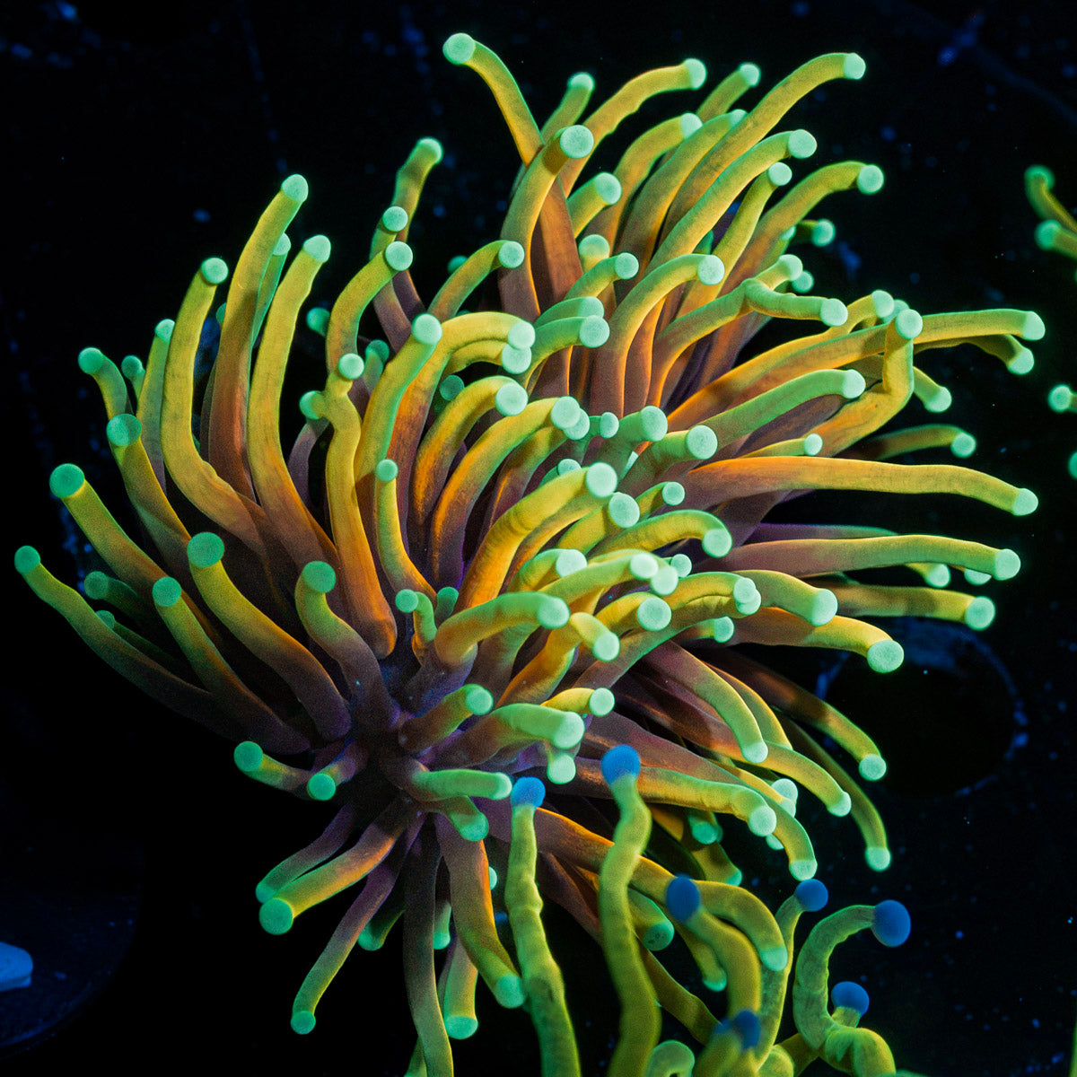 Inferno Torch Euphyllia Coral with flowing tentacles in reef aquarium