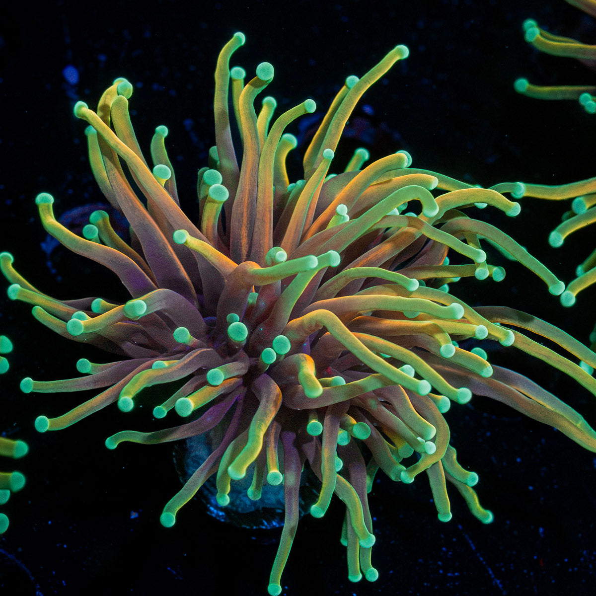 21 Tails torch Euphyllia Coral with flowing tentacles in reef aquarium