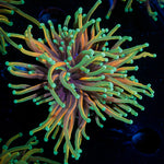 Hellfire Torch Euphyllia Coral with flowing tentacles in reef aquarium