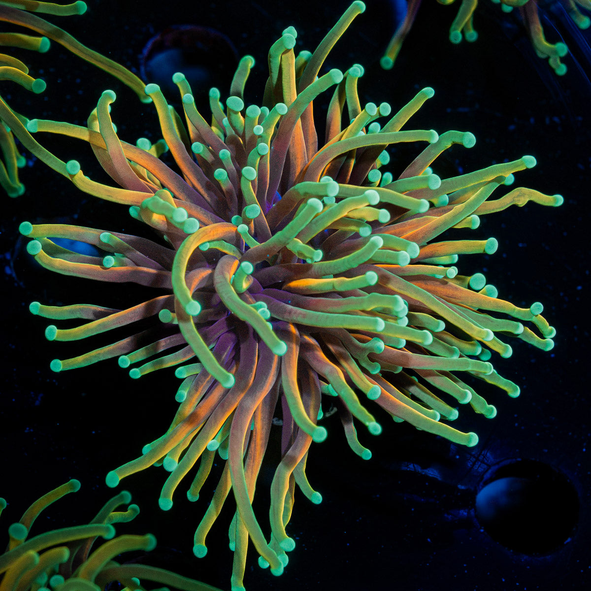 Hellfire Torch Euphyllia Coral with flowing tentacles in reef aquarium