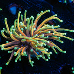 Hellfire Torch Euphyllia Coral with flowing tentacles in reef aquarium