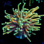 Inferno Torch Euphyllia Coral with flowing tentacles in reef aquarium