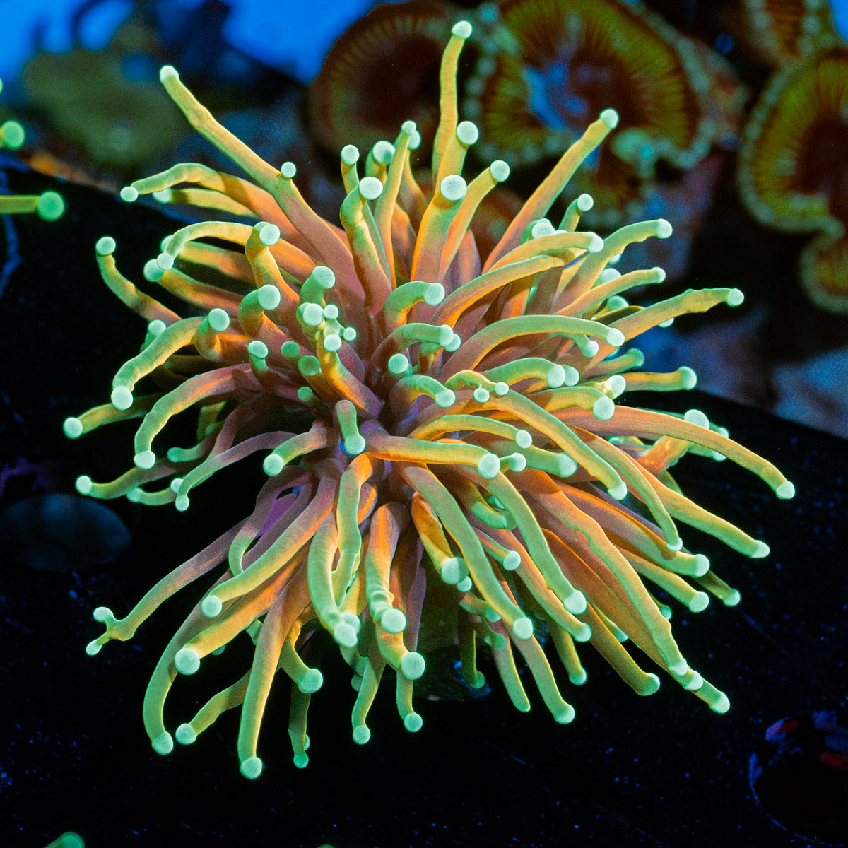 21 Tails torch Euphyllia Coral with flowing tentacles in reef aquarium