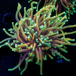 21 Tails torch Euphyllia Coral with flowing tentacles in reef aquarium