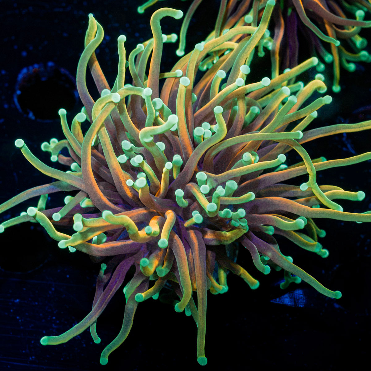 21 Tails torch Euphyllia Coral with flowing tentacles in reef aquarium