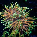 21 Tails torch Euphyllia Coral with flowing tentacles in reef aquarium