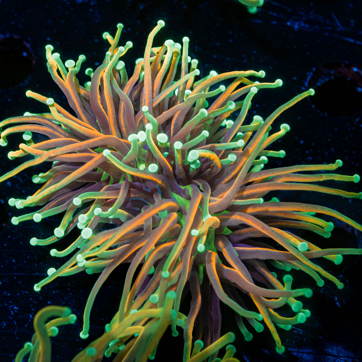 21 Tails torch Euphyllia Coral with flowing tentacles in reef aquarium