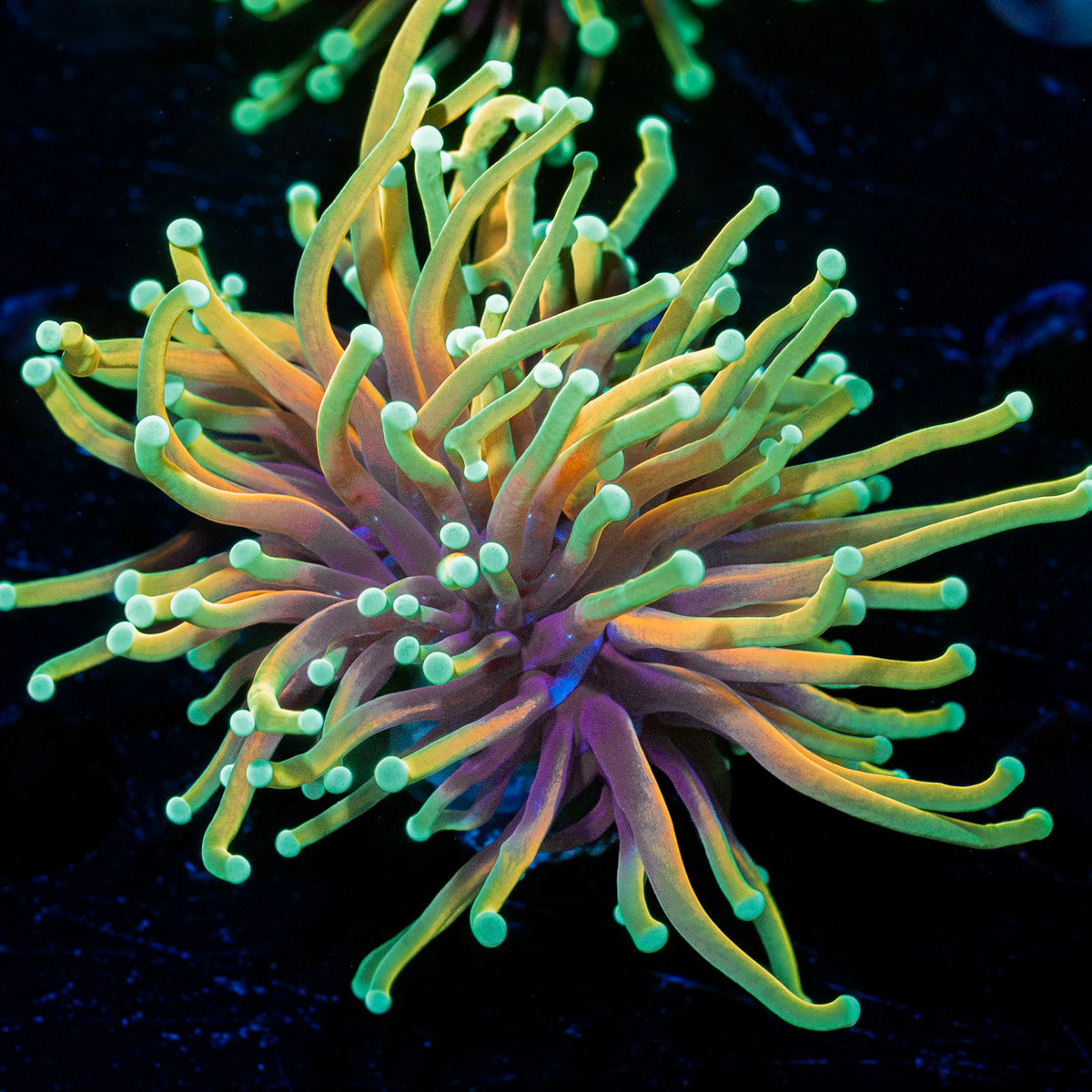 21 Tails torch Euphyllia Coral with flowing tentacles in reef aquarium