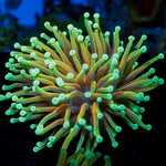 Inferno Torch Euphyllia Coral with flowing tentacles in reef aquarium