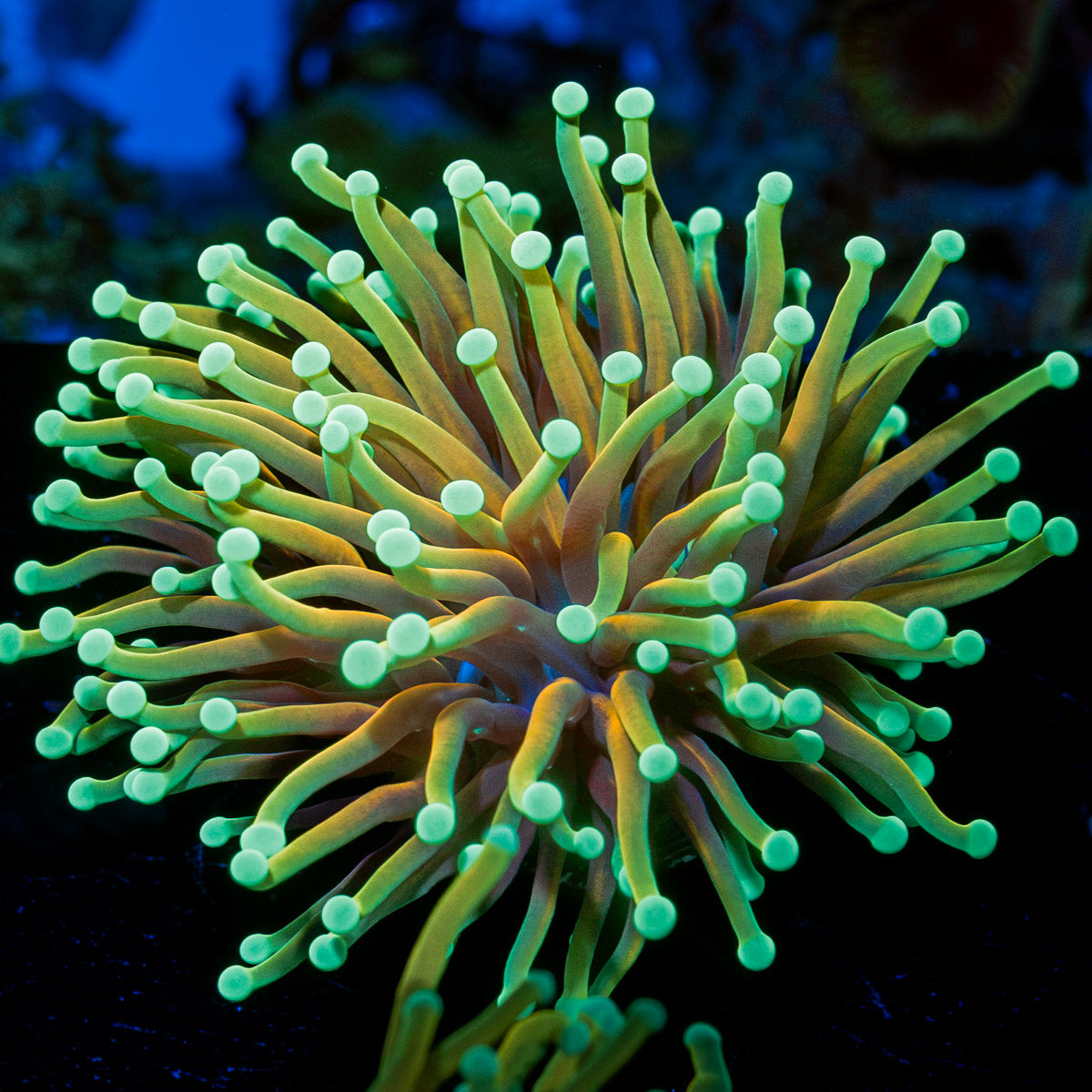 Inferno Torch Euphyllia Coral with flowing tentacles in reef aquarium