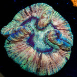 Rainbow Trachyphyllia Coral with fleshy open polyp in reef aquarium