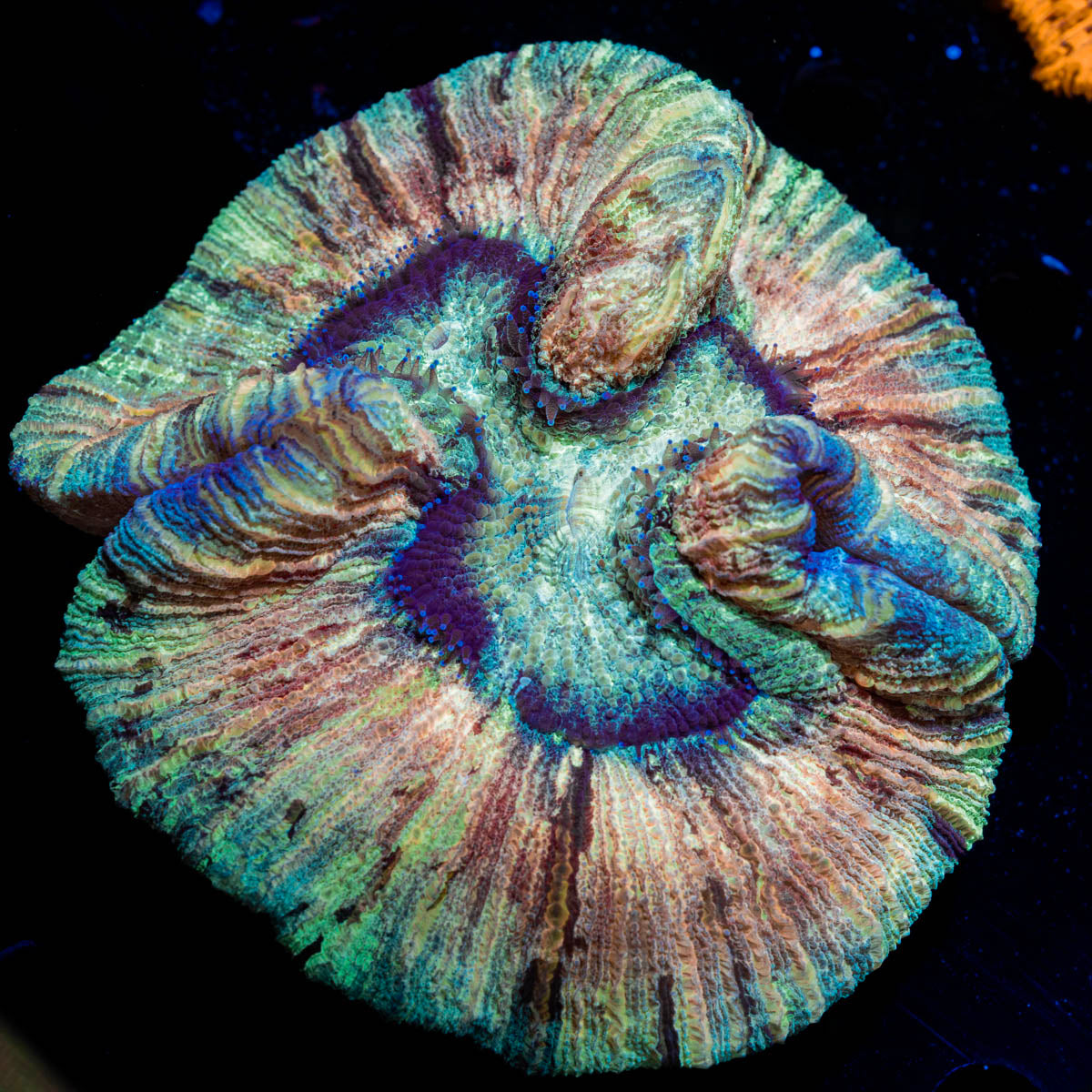 Rainbow Trachyphyllia Coral with fleshy open polyp in reef aquarium