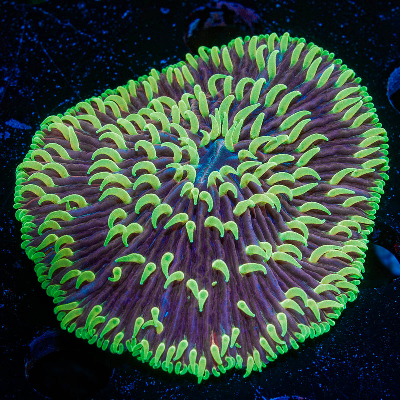 Purple Fungia Plate Coral with fleshy open polyp in reef aquarium