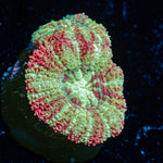 koola Eye Acan coral