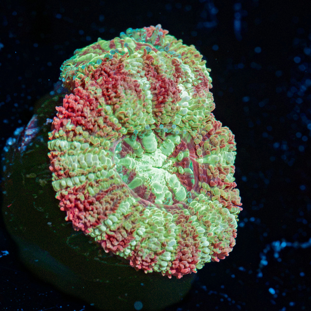 koola Eye Acan coral
