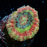 koola Eye Acan coral