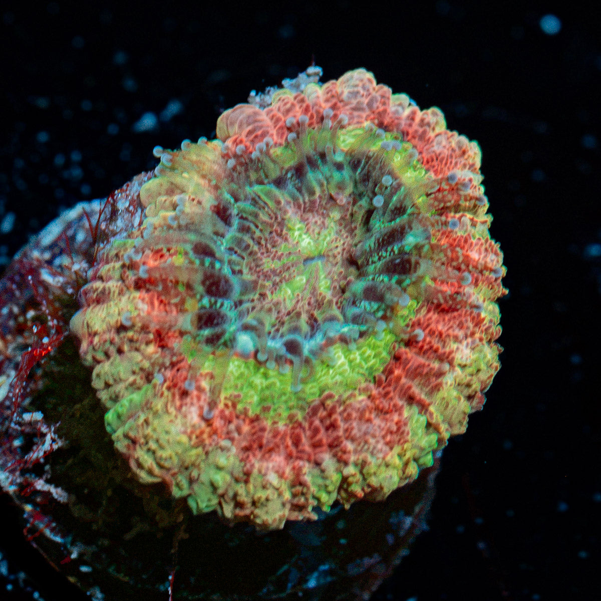 koola Eye Acan coral