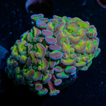 Rainbow Kaleidoscope Hammer Euphyllia