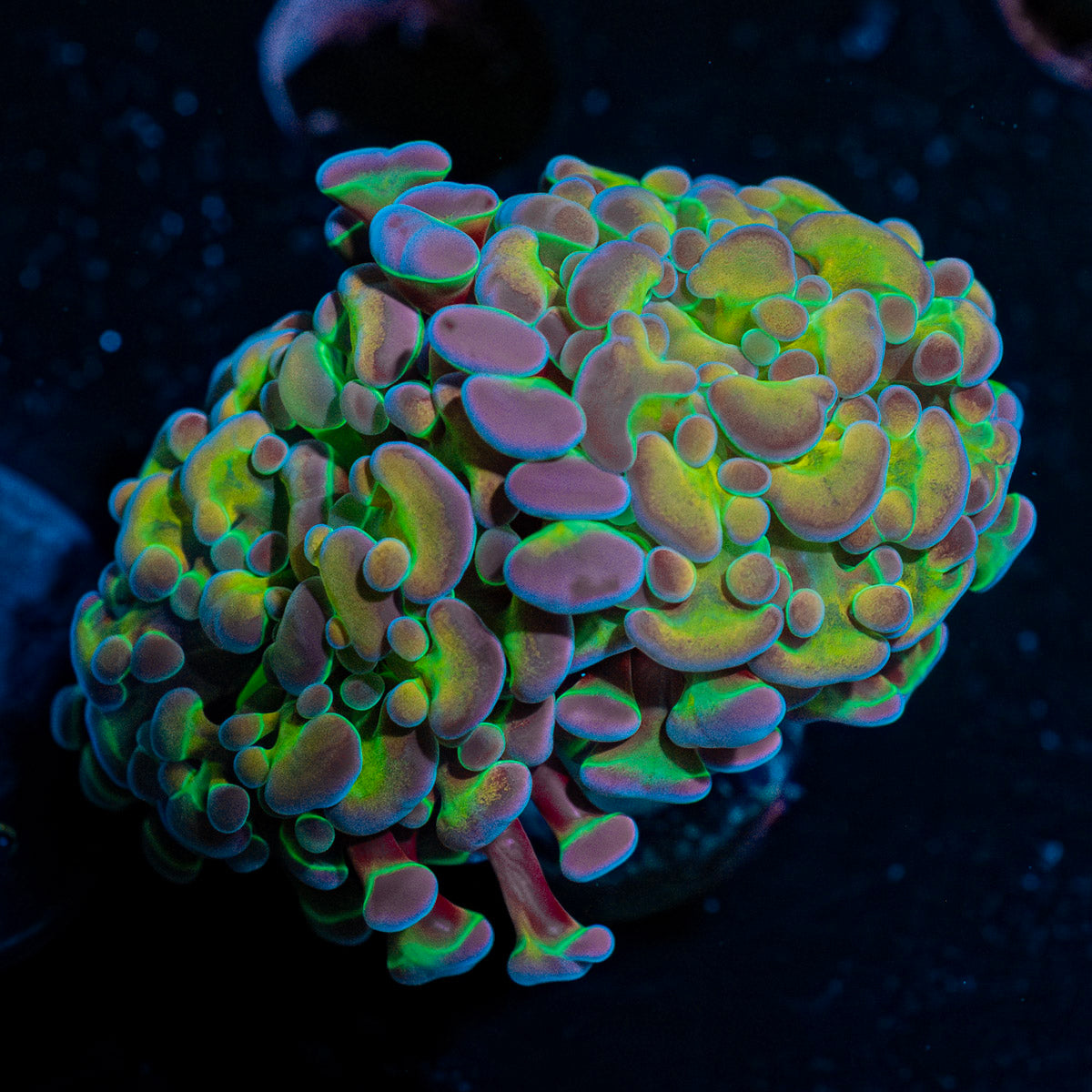 Rainbow Kaleidoscope Hammer Euphyllia