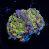 Rainbow Kaleidoscope Hammer Euphyllia