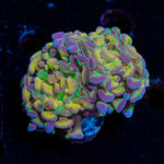 Rainbow Kaleidoscope Hammer Euphyllia