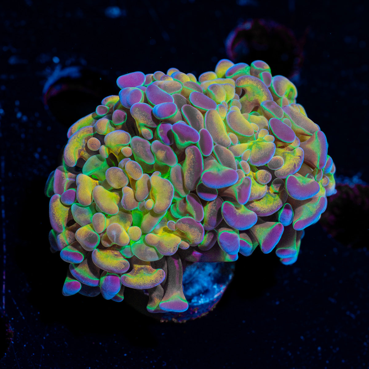 Rainbow Kaleidoscope Hammer Euphyllia