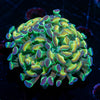 Hypnotoad Hammer Euphyllia 