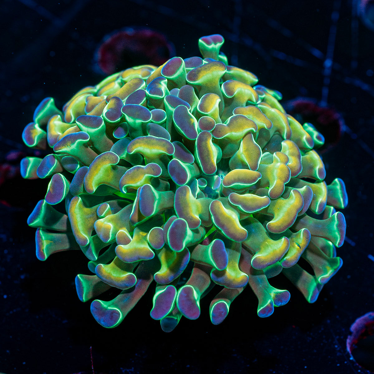 Hypnotoad Hammer Euphyllia 