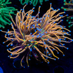 NY Knicks Torch Euphyllia 