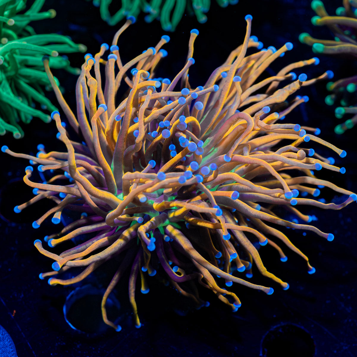 NY Knicks Torch Euphyllia 