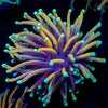 Blow Torch Euphyllia 