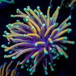 Blow Torch Euphyllia 