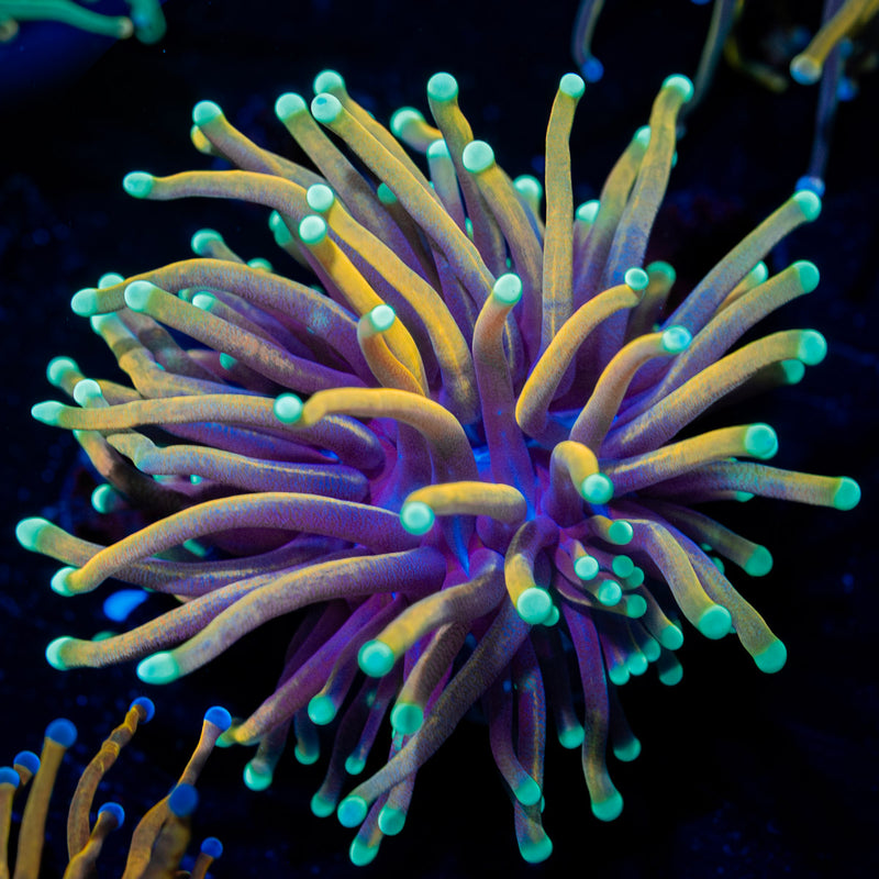 Blow Torch Euphyllia