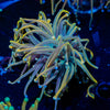 Dragon Talmer Torch Euphyllia 