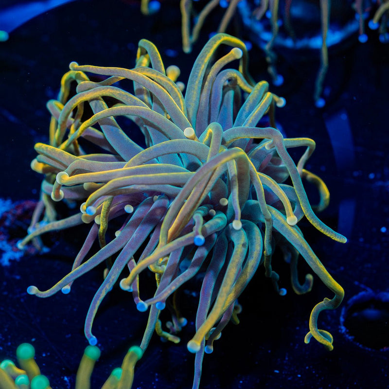 Dragon Talmer Torch Euphyllia