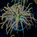 Dragon Talmer Torch Euphyllia 