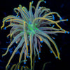 Dragon Talmer Torch Euphyllia 