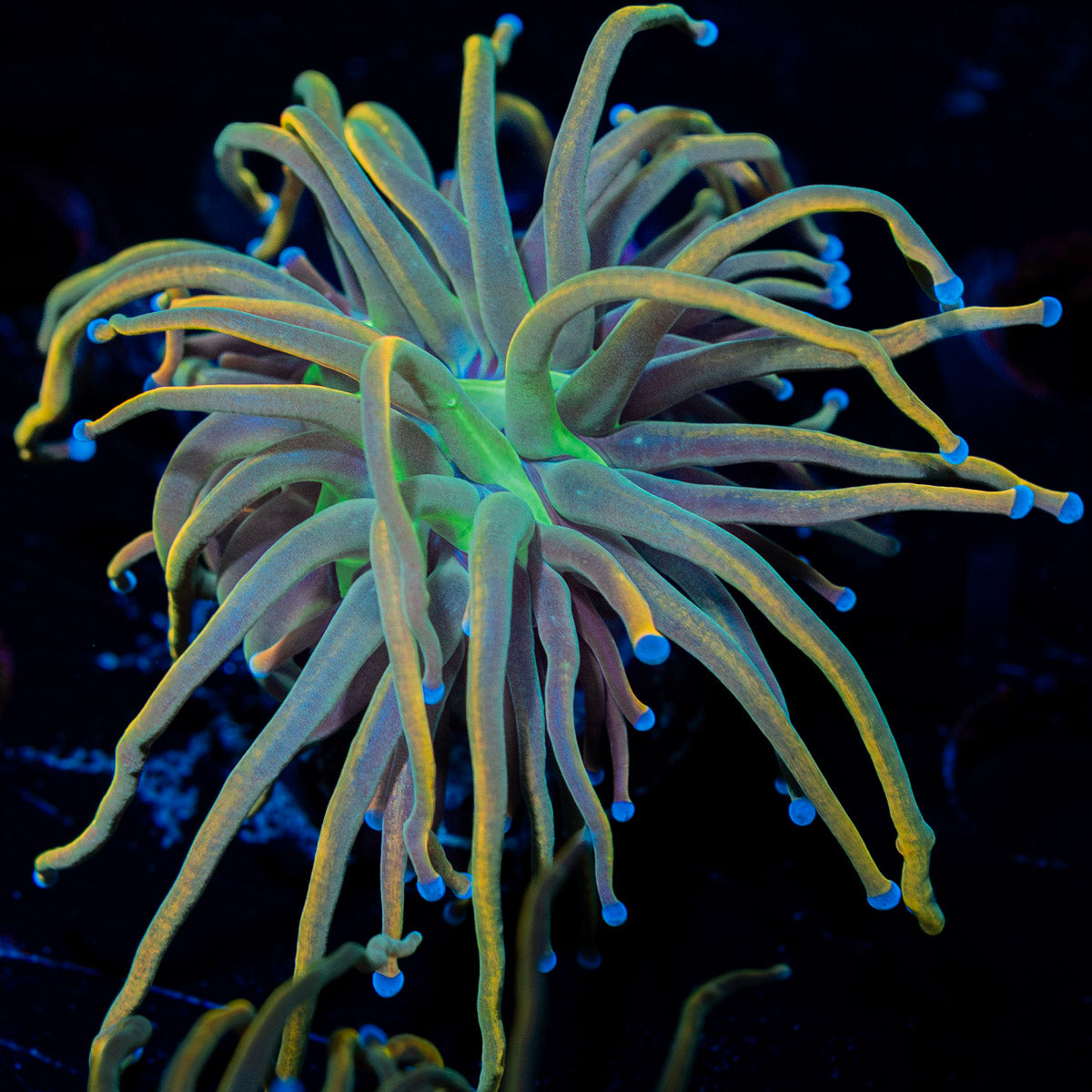 Dragon Talmer Torch Euphyllia 