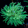 Blue Tipped Torch Euphyllia 