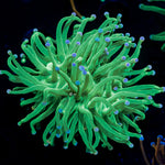 Blue Tipped Torch Euphyllia 