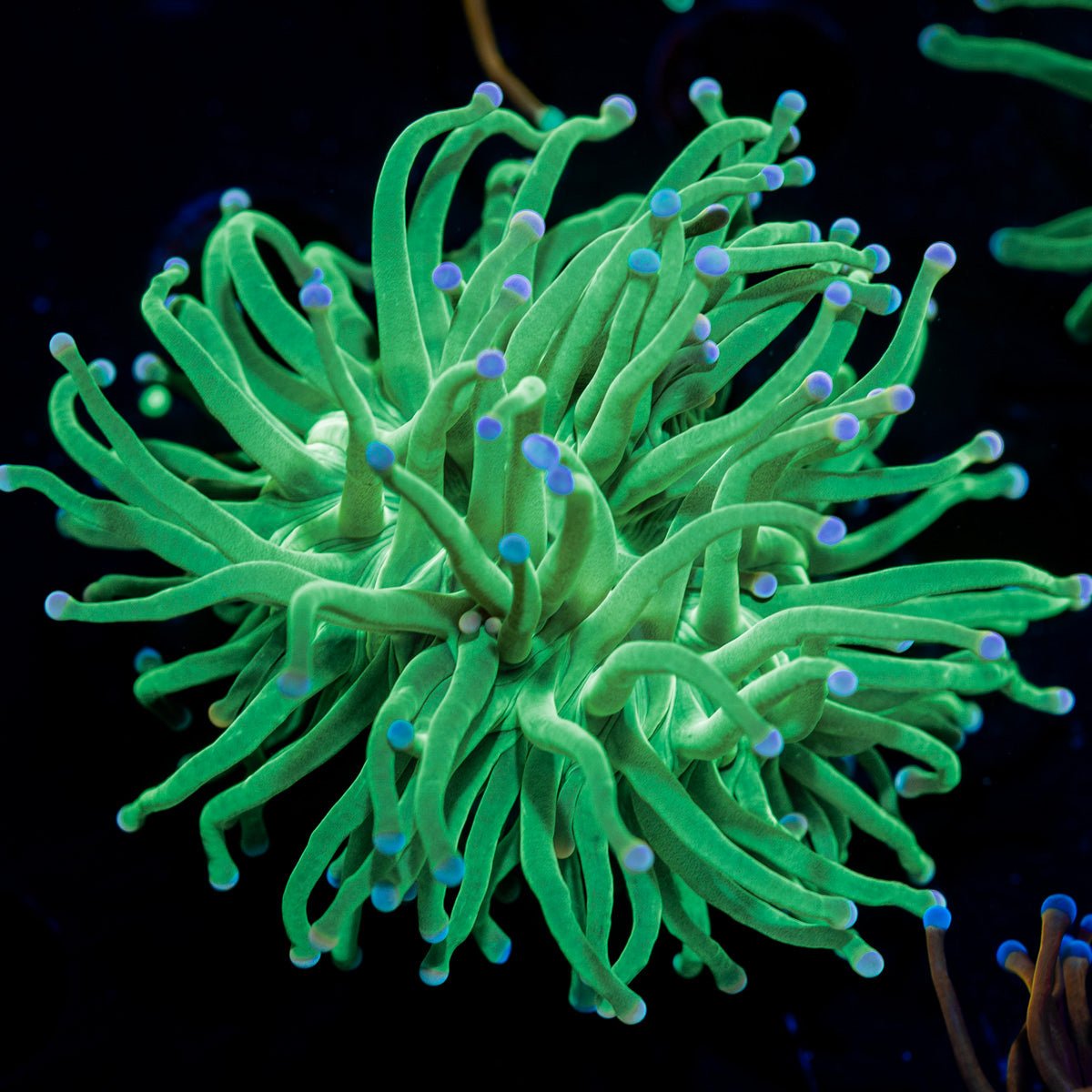 Blue Tipped Torch Euphyllia with flowing tentacles in reef aquarium
