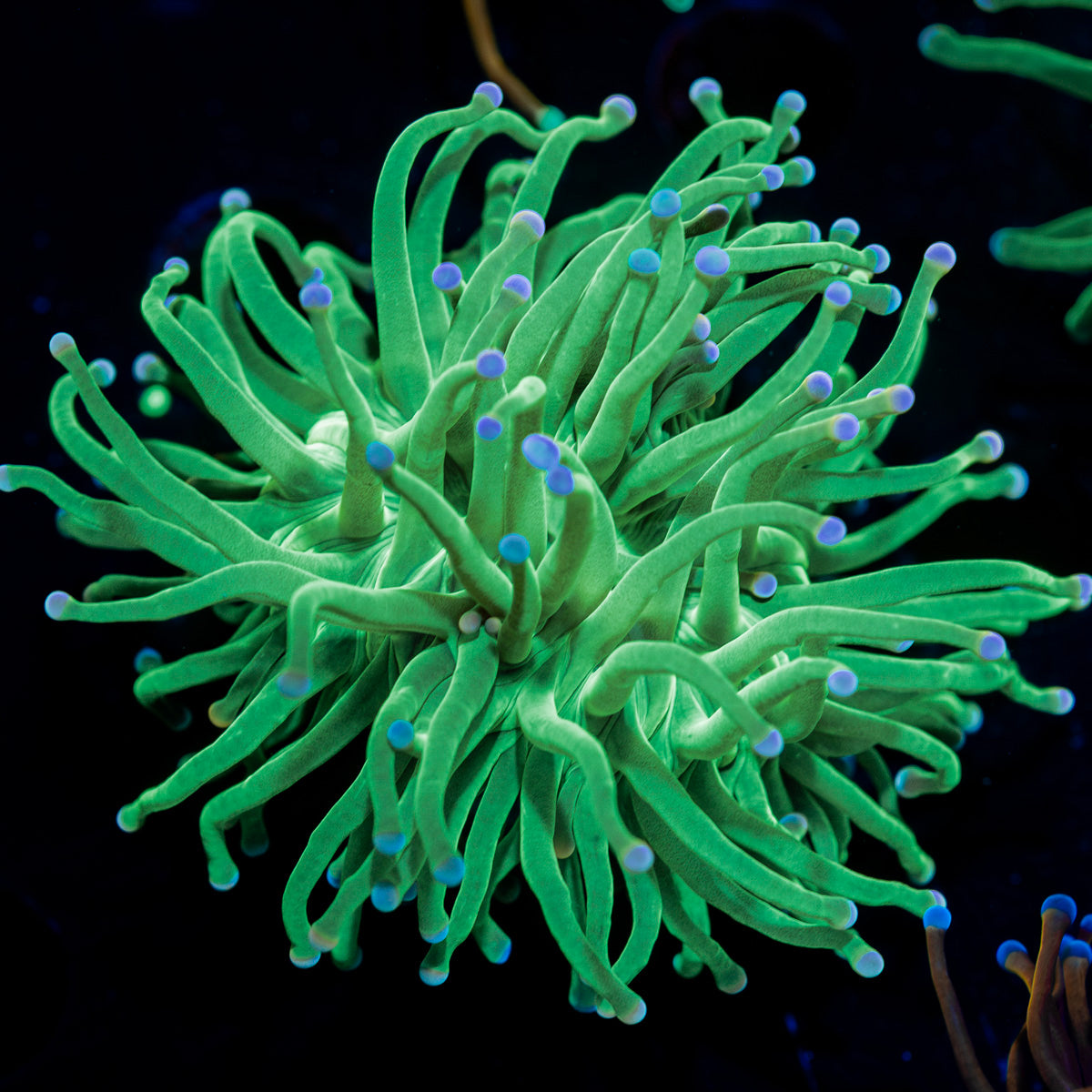 Blue Tipped Torch Euphyllia 