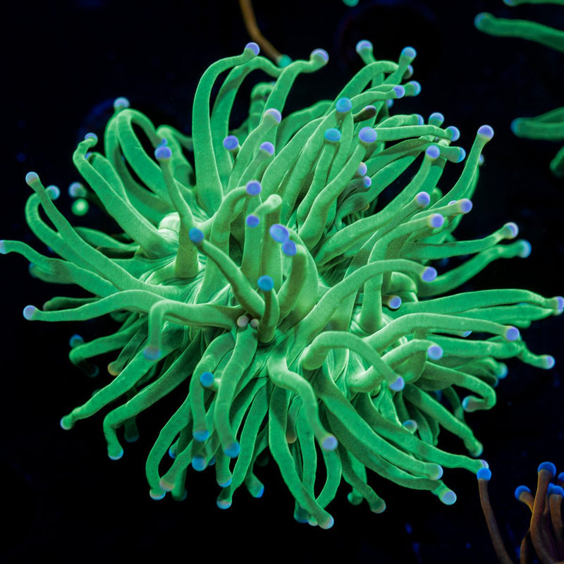 Blue Tipped Torch Euphyllia