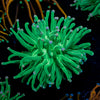 Cotton Candy Torch Euphyllia 